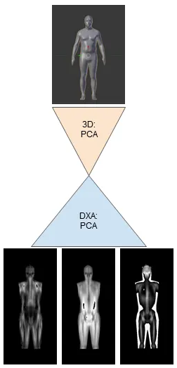 Very early proof-of-concept 3D to DXA image translation which sparked this whole project.