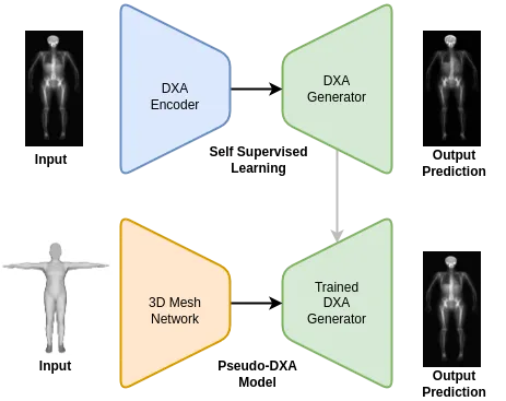 Model architecture diagram with the first self-supervised learning phase at the top and the Pseudo-DXA training phase at the bottom.